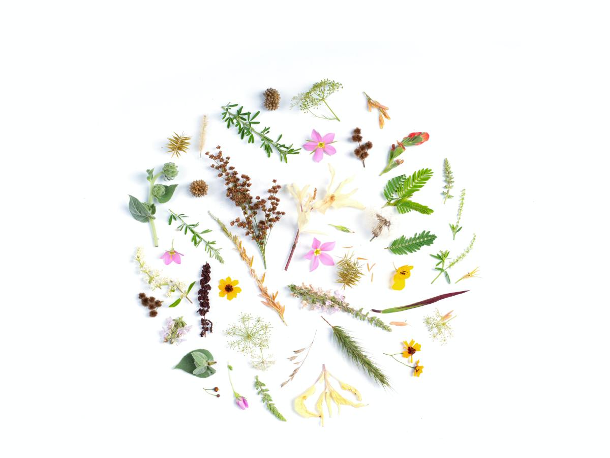 Suivi des cycles avec CLUE