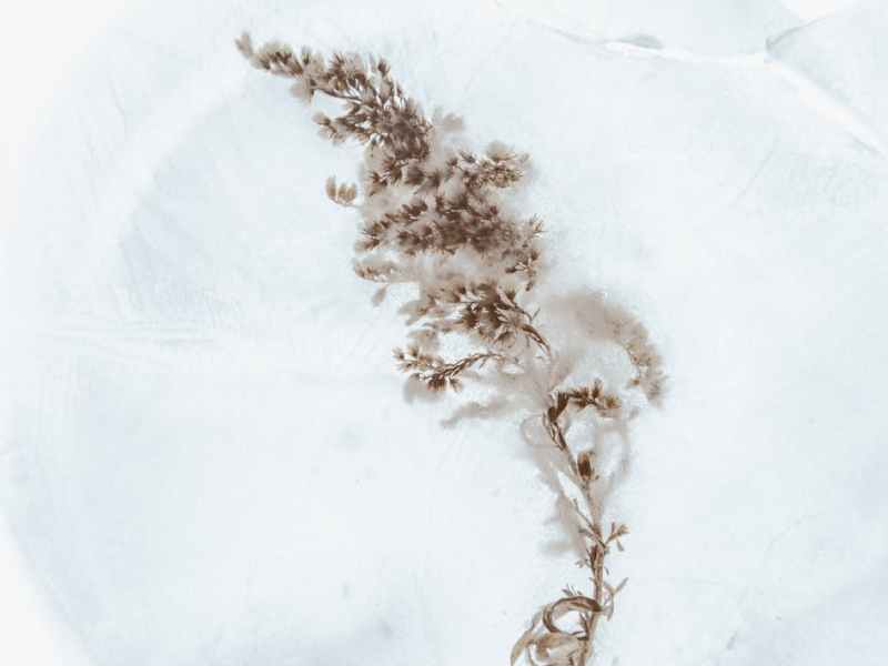 💡Astuce : La Plaque de décongélation